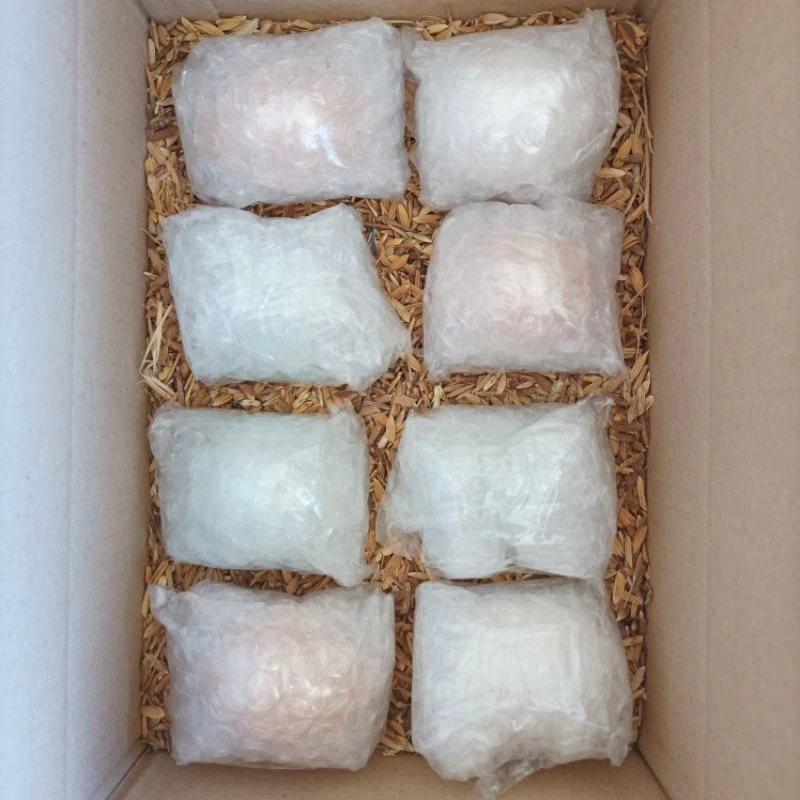 ไข่เชื้อไก่ไข่สีฟ้า พันธุ์ swedish isbar chicken ภาพที่ 2