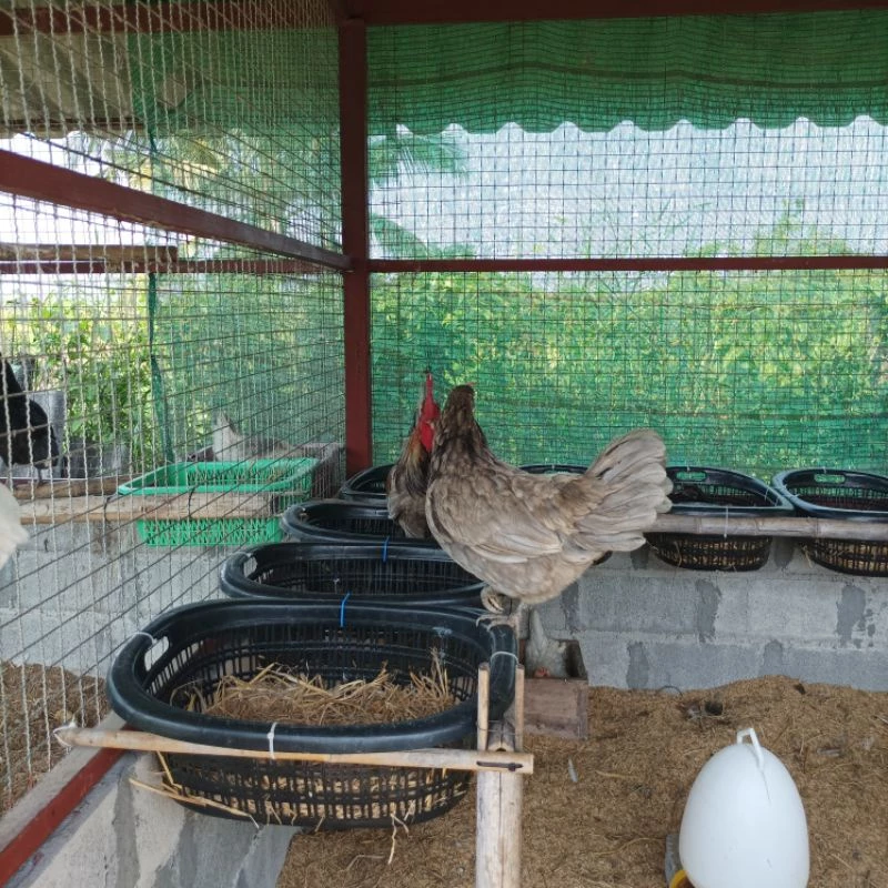 ไข่เชื้อไก่ไข่สีฟ้า พันธุ์ swedish isbar chicken ภาพที่ 5