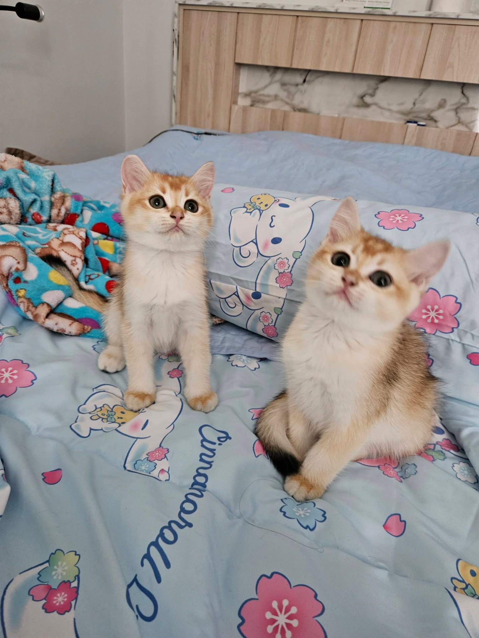 โต๋เต๋